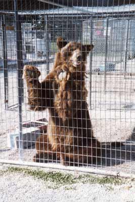 Bear Enclosure/Cages